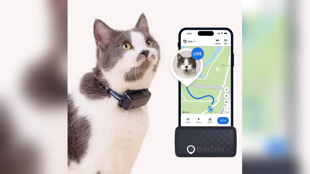 How to Travel 24 Hour on Road With Cats: Ultimate Comfort Tips