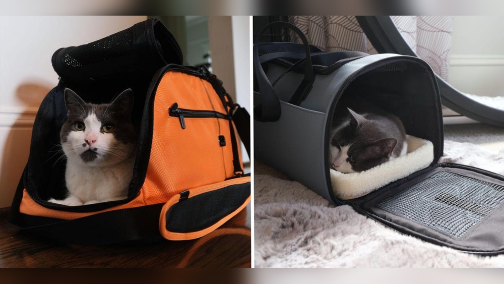 How to Travel Across America With a Cat: Ultimate Stress-Free Guide