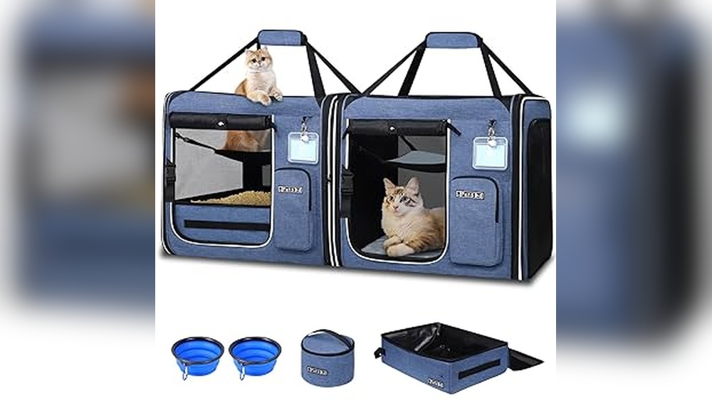 How to Travel Across Country With 2 Cats: Stress-Free Tips & Tricks