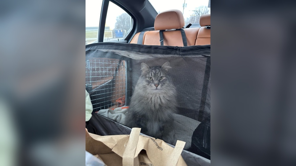 How to Travel Cross Country With Cat: Ultimate Stress-Free Guide