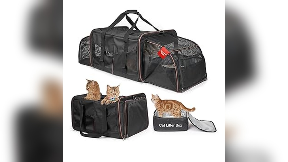 How to Travel With 2 Cats on a Plane: Ultimate Stress-Free Guide