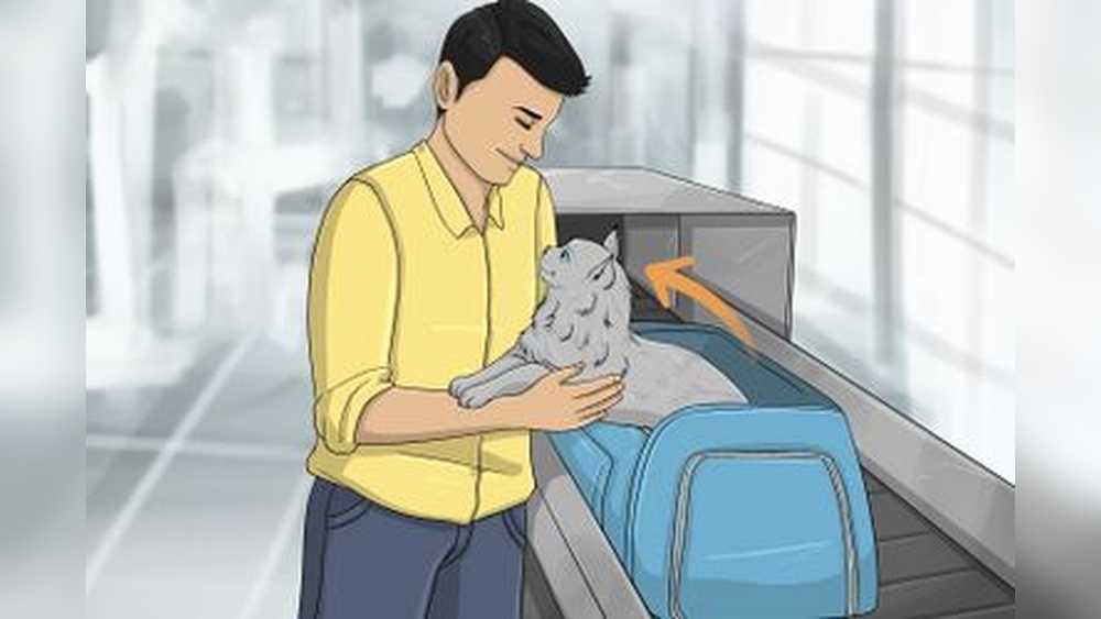 How to Travel With 4 Cats And No Carrier: Ultimate Stress-Free Guide