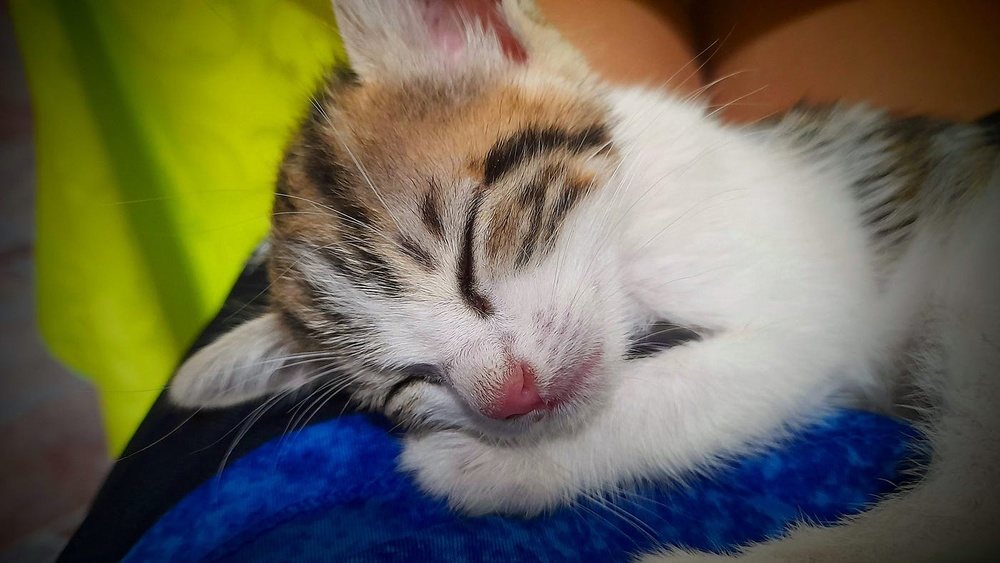 How to Travel With a Cat Digital Nomad: Ultimate Guide & Tips