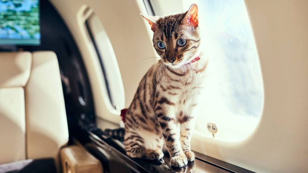 How to Travel With a Cat on Spirit: Ultimate Pet Travel Guide