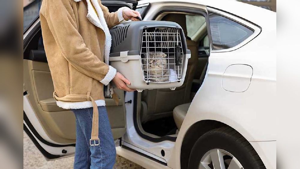 How to Travel With a Cat That Gets Car Sick: Easy Tips & Tricks