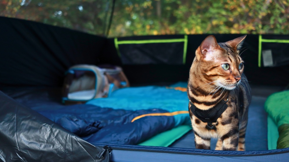 How to Travel With a Scared Cat: Expert Tips for Stress-Free Trips
