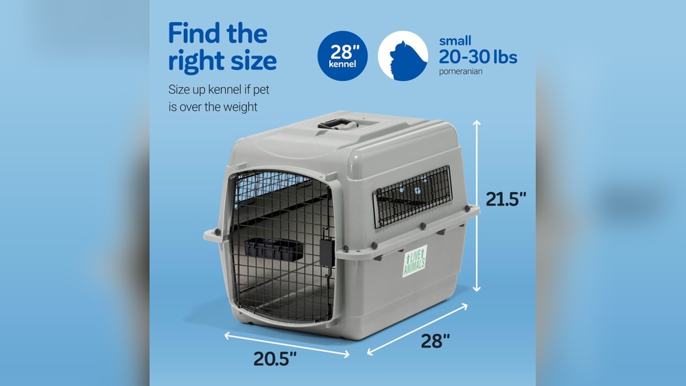 How to Travel With Cat in India: Essential Tips for Stress-Free Trips