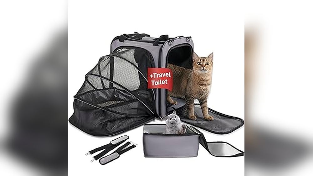 How to Travel With Cats in Car With Litter: Ultimate Comfort Tips