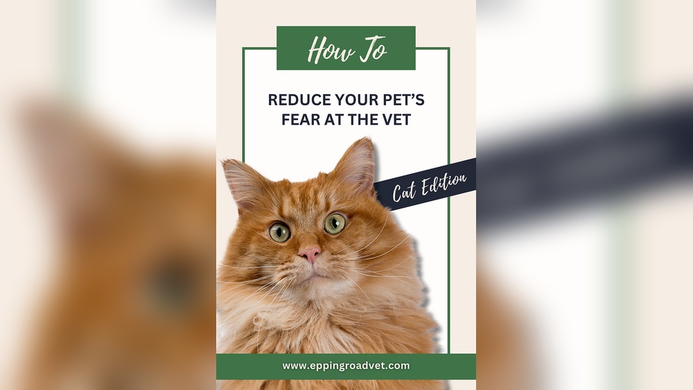 How to Travel With Your Cat Fear Free: Ultimate Stress-Free Tips