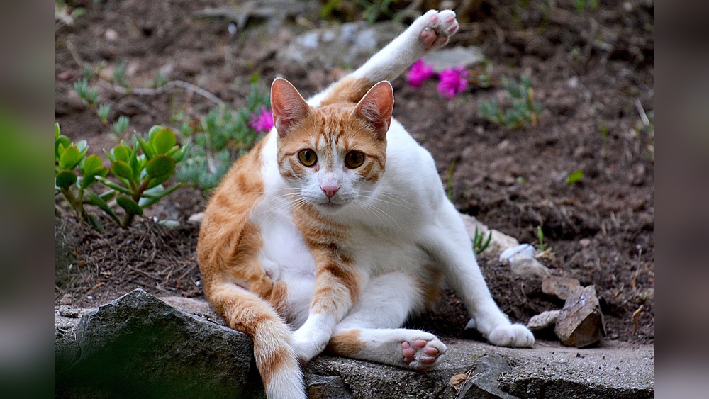 How to Treat My Cats Ocd Grooming: Effective Tips to Stop Overgrooming