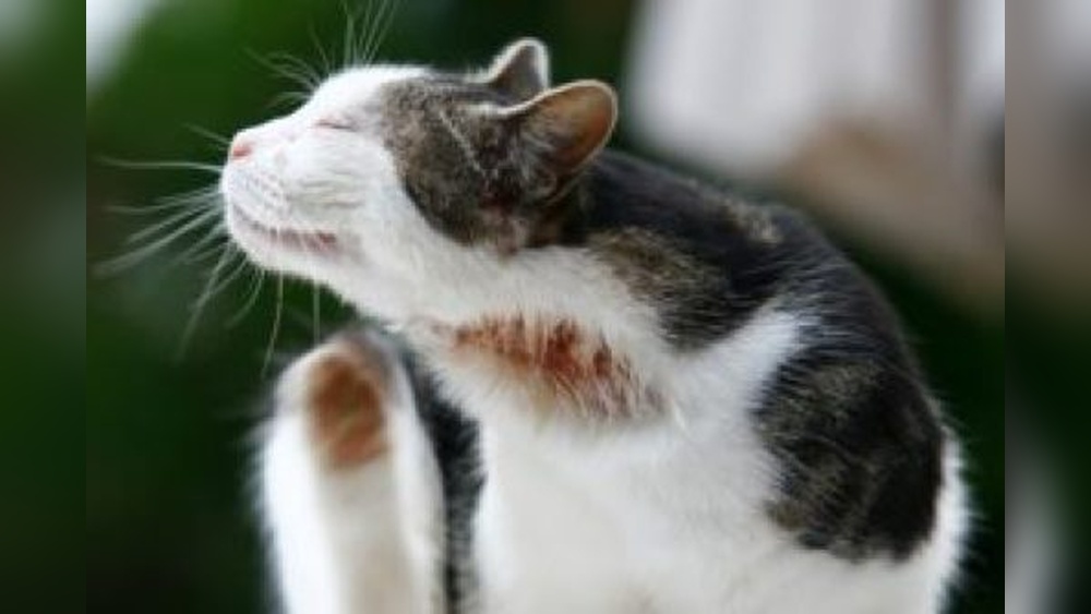 How to Treat Over Grooming Cat: Effective Tips to Stop It Fast