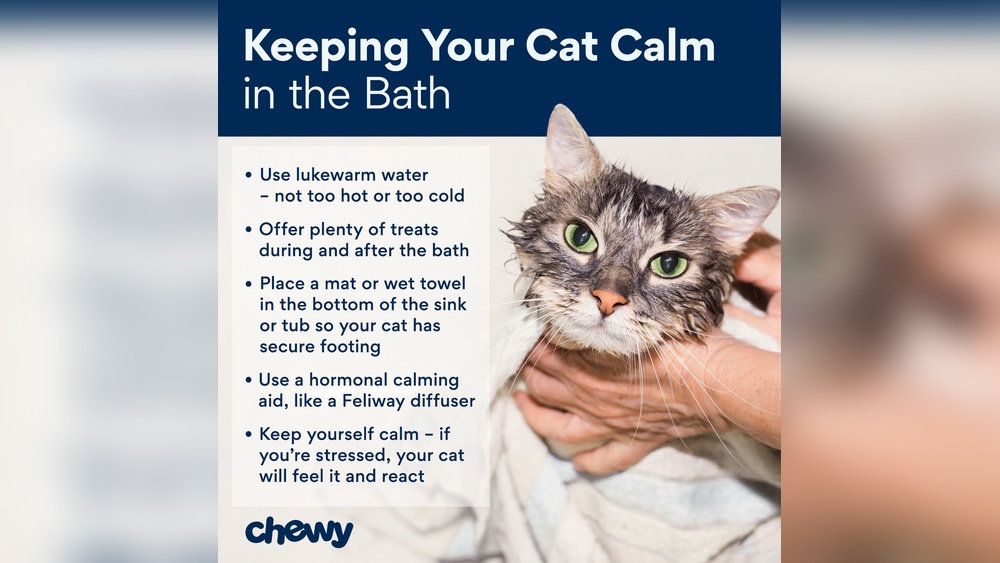 How to Wash And Groom a Cat: Expert Tips for a Happy Pet