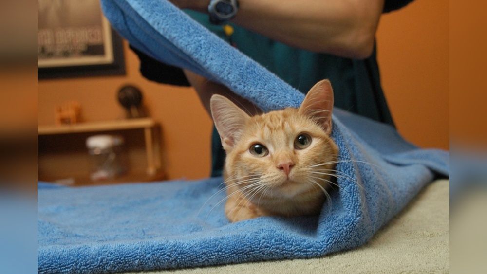 How to Wrap a Cat in a Towel for Grooming: Easy, Stress-Free Tips