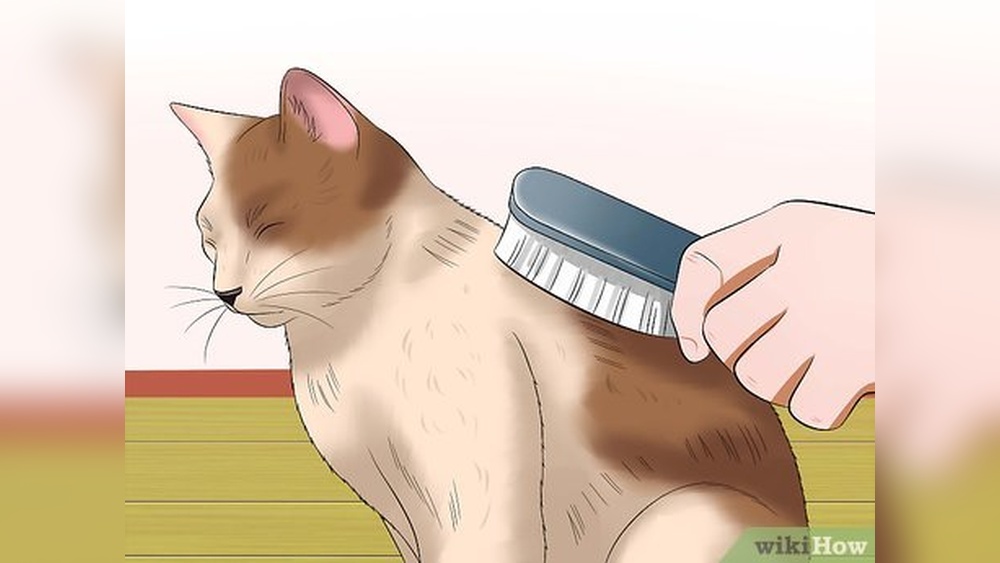 How To.Groom a Cat: Expert Tips for a Happy, Healthy Pet