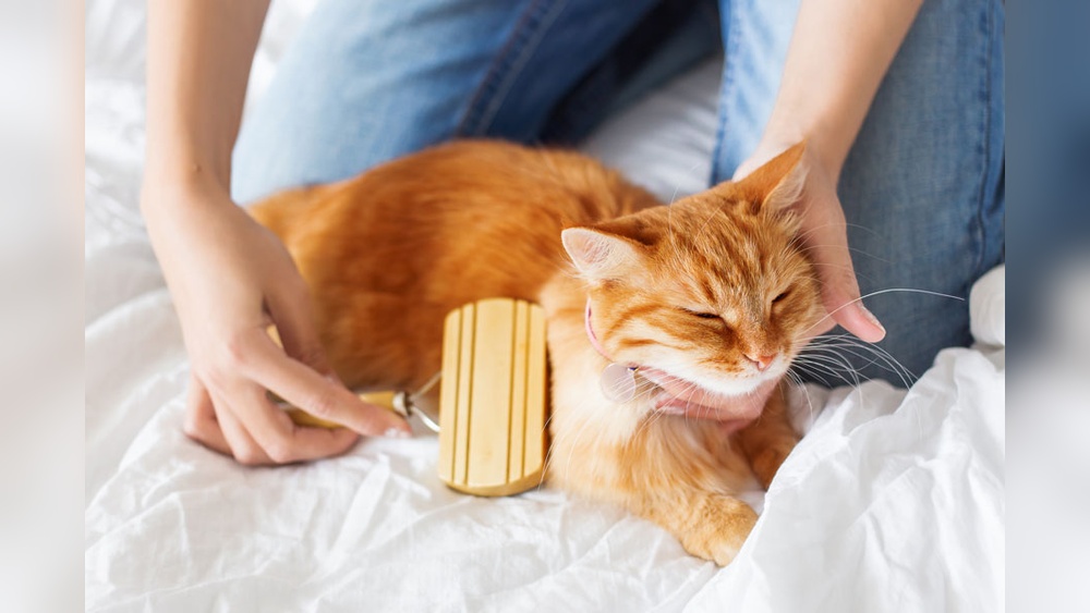 How To.Groom.A.Cat Groomers: Expert Tips for Perfect Feline Care
