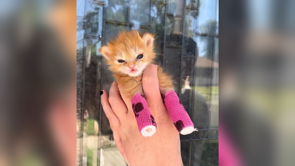 How Tot Take Care of a Kitten: Essential Tips for New Owners