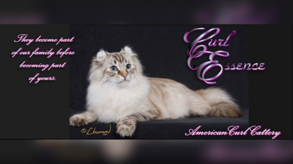 How Would You Obtain True-Breeding Curl Cats: Expert Tips Revealed