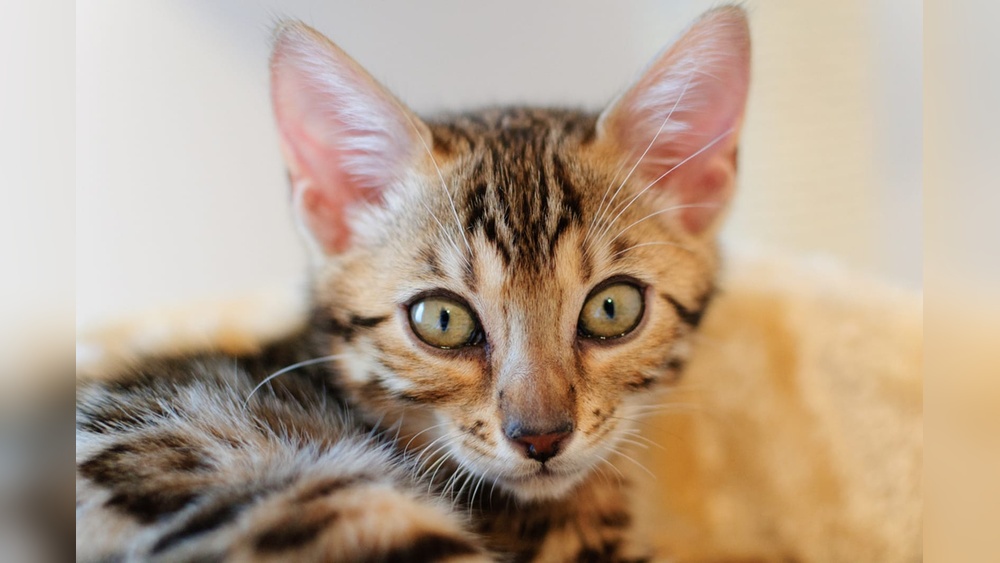 Is Breeding Cats Bad: Shocking Truths Every Owner Should Know