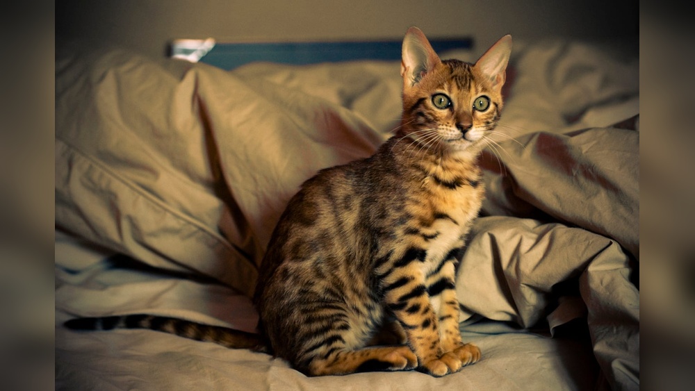 Is Breeding Cats Haram: Exploring Religious Views and Ethics