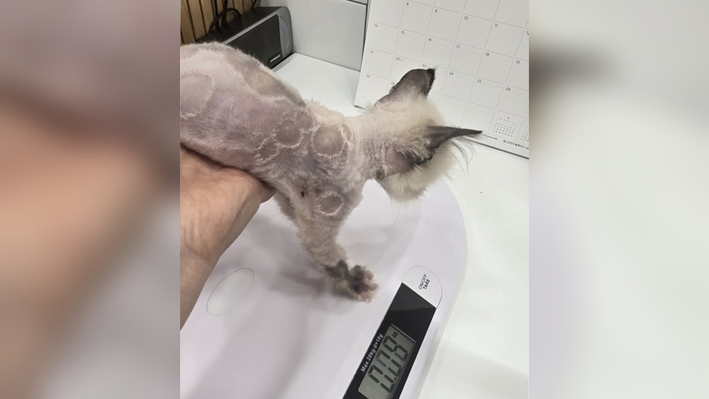 Is Breeding Cats Illegal: What You Need to Know Now