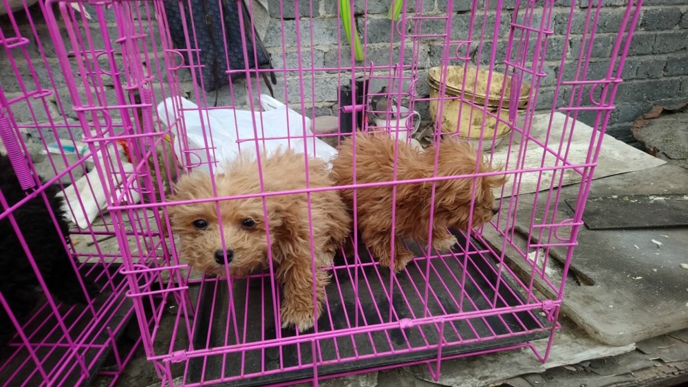 Is Breeding Dogs And Cats Animal Abuse