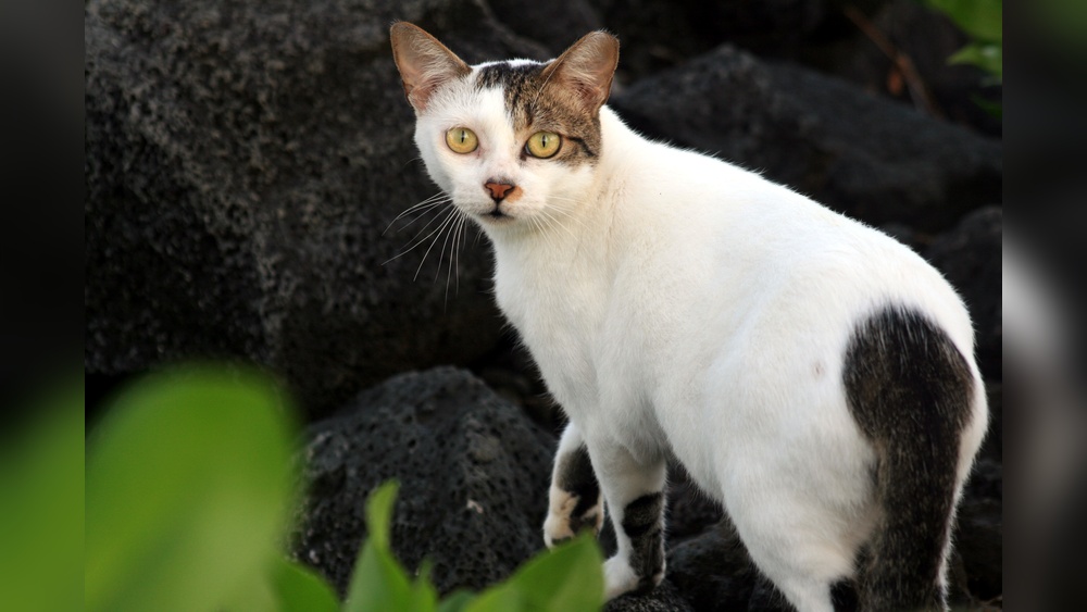 Is Breeding Feral Cats