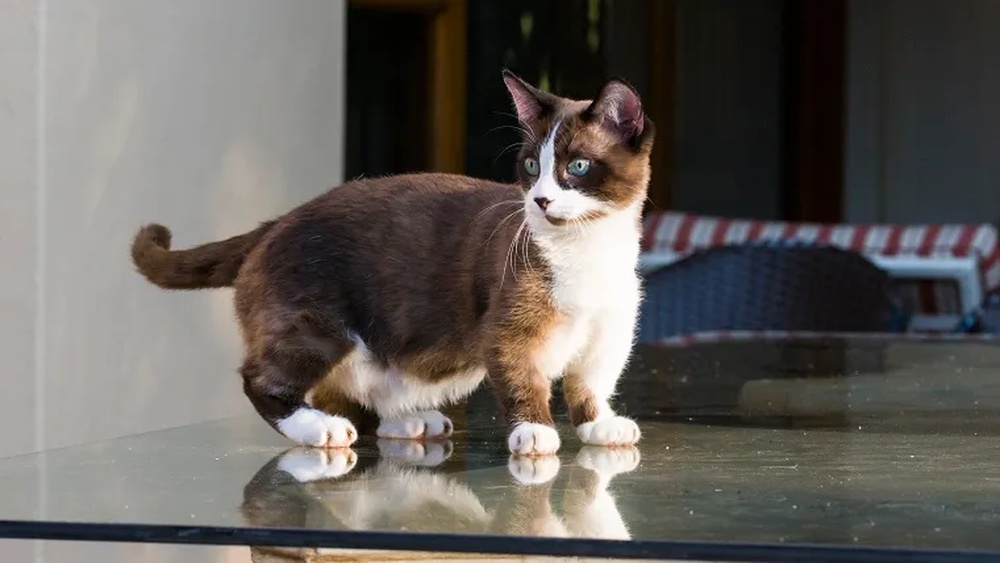 Is Breeding Muchkin Cats Cruel
