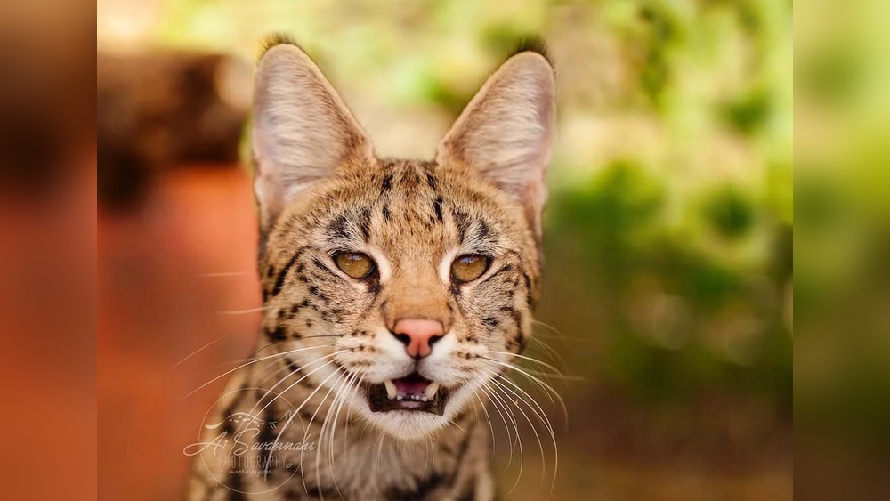 Is Breeding Savannah Cats Profitable? Unveiling True Earnings