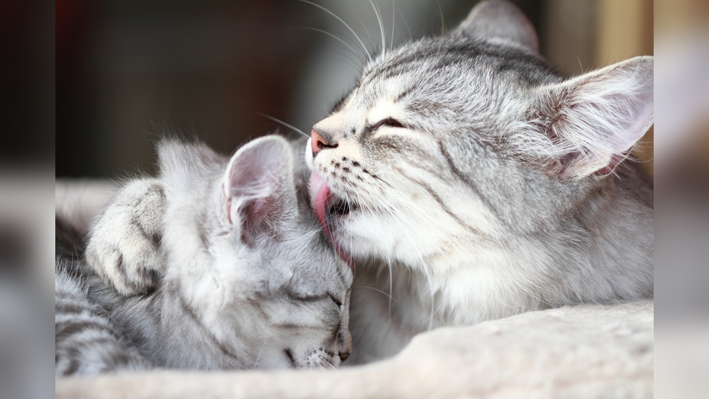 Is Cats Grooming a Sign of Love: Unveiling Feline Affection Secrets