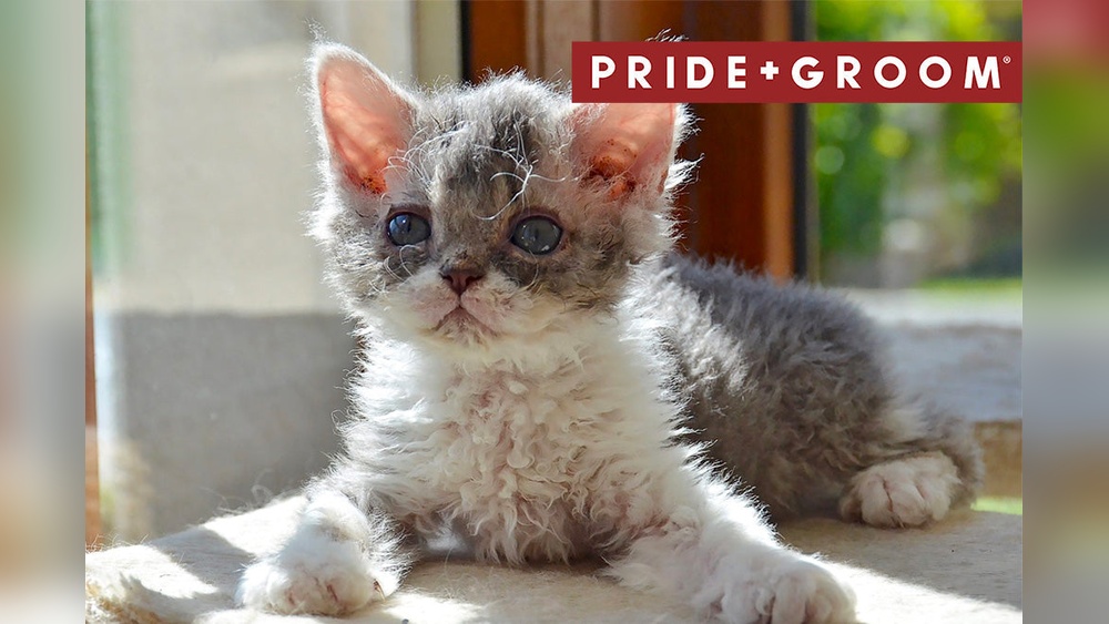 Is Curly Cat Fur the Result of Poor Grooming? Debunking Myths