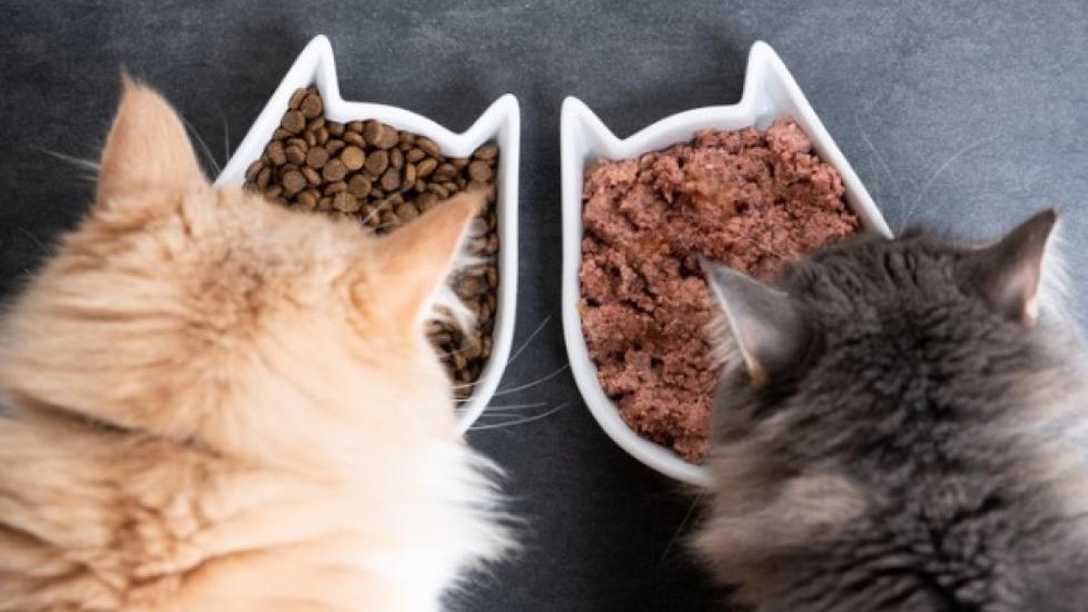 Is Dry Kitten Food Ok to Feed Adult Cats? Expert Insights