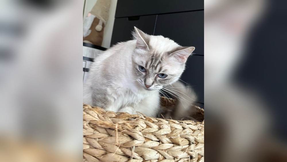 Is It Bad to Buy a Cat from a Breeder? Truth Revealed