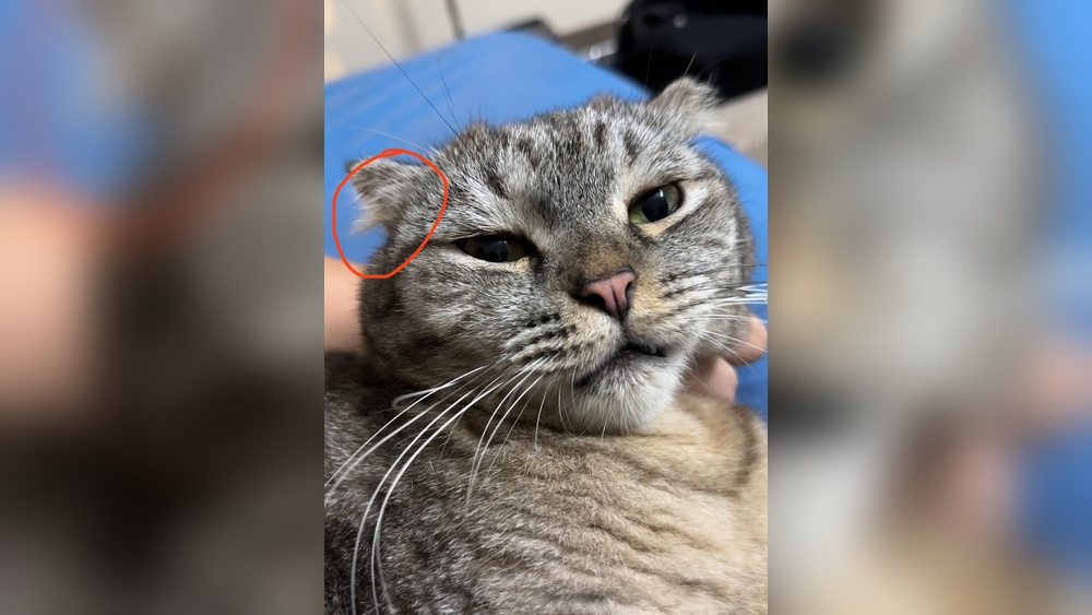 Is It Okay to Groom My Cat&rsquo;S Ear Hairs: Essential Tips Revealed