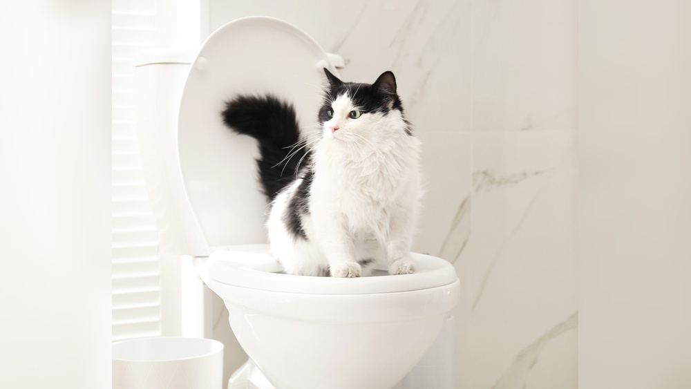 Is It Possible to Potty Train a Cat: Proven Tips That Work