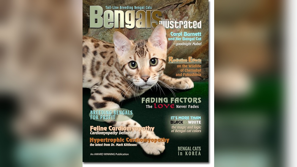 Is It Profitable Breeding 3 Bengal Cat