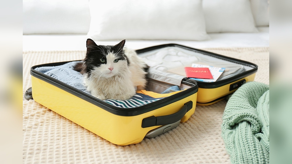 Is It Safe to Travel With Cats: Expert Tips for Stress-Free Trips