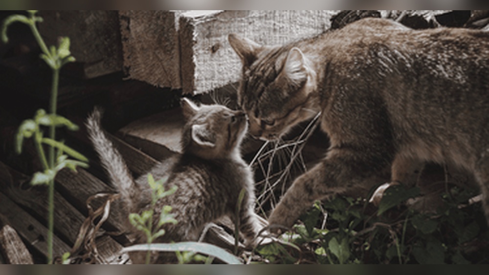 Is Okay for My Adult Cat to Eat Kitten Food? Expert Insights