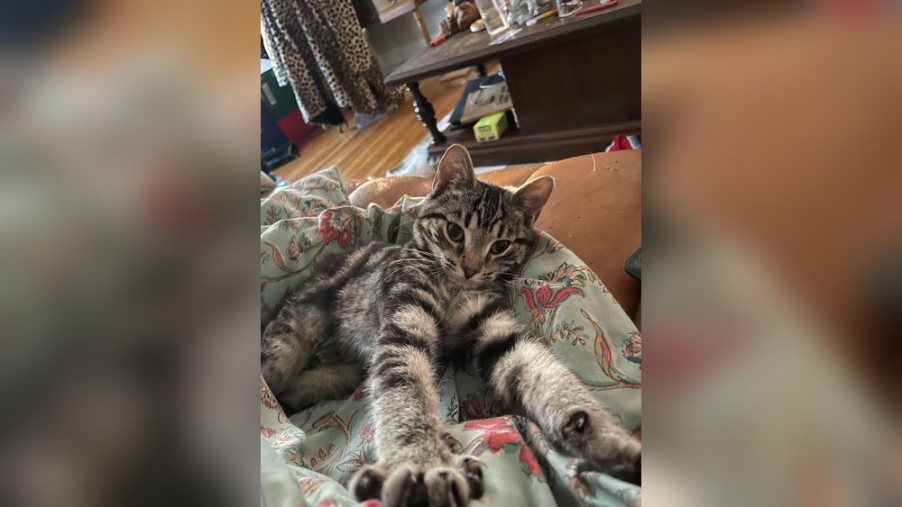 Is Potty Training a Cat Bad: Shocking Truths Revealed!