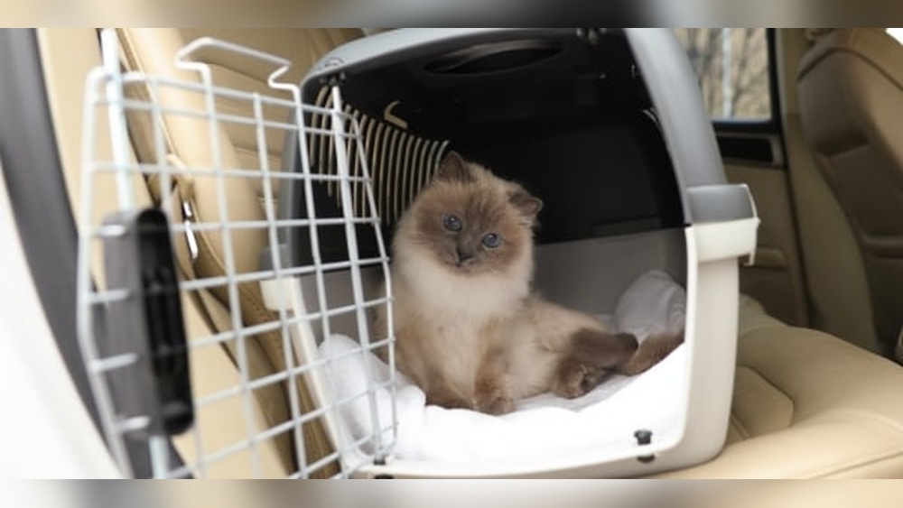 Is Taking Kitten on Car Trips Bad? Shocking Truth Revealed!