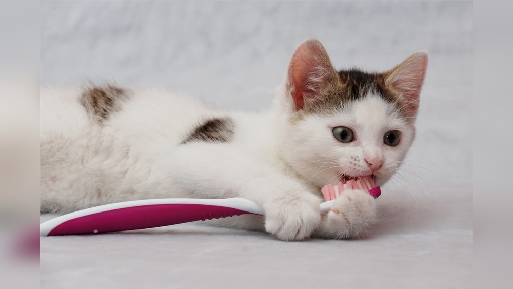 Is Therd Such Thing As a Cat Groomer: Expert Insights Revealed