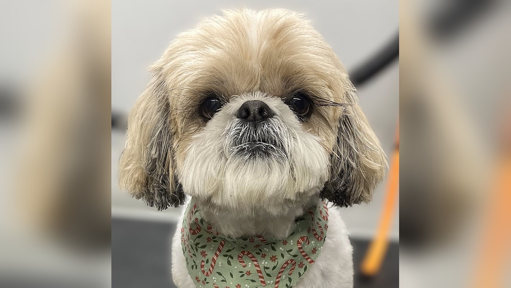 Is There a Cat Groomer in Ft Mill Sc: Top Trusted Services Nearby