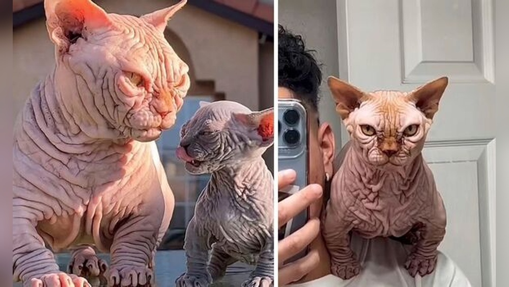 Should Cat Breeding Be Banned: Shocking Truths Revealed