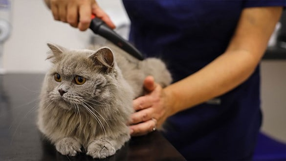 Should Cats Be Groomed in the Winter: Essential Tips Revealed