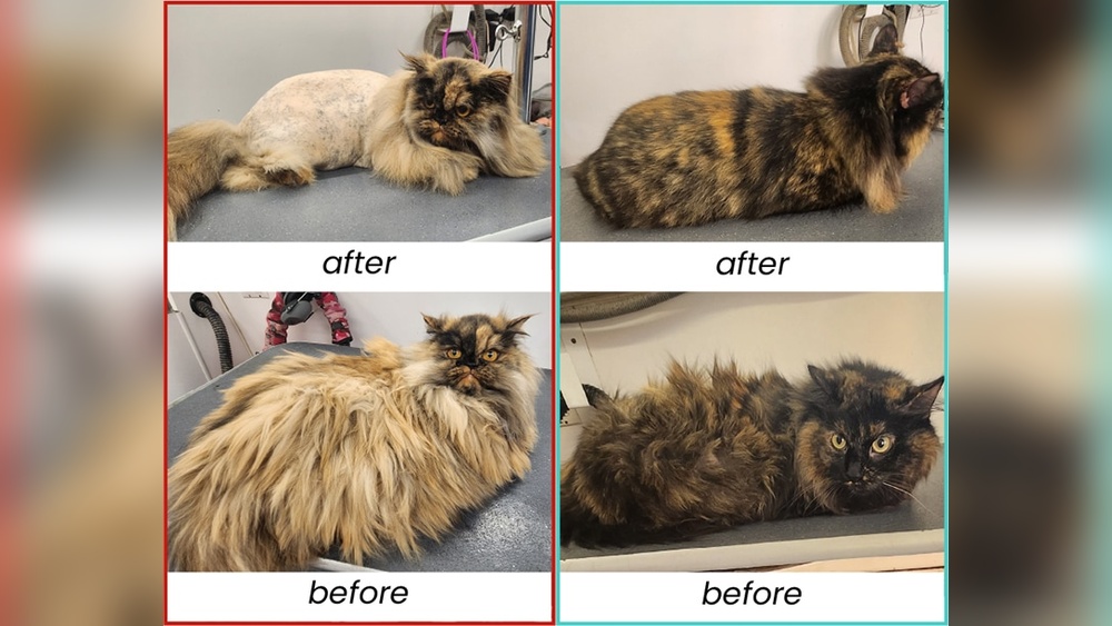 Should Cats Go to Groomer: Essential Tips for Happy Pets