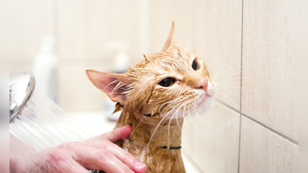 Should I Bathe My Cat Does Not Groom: Essential Care Tips