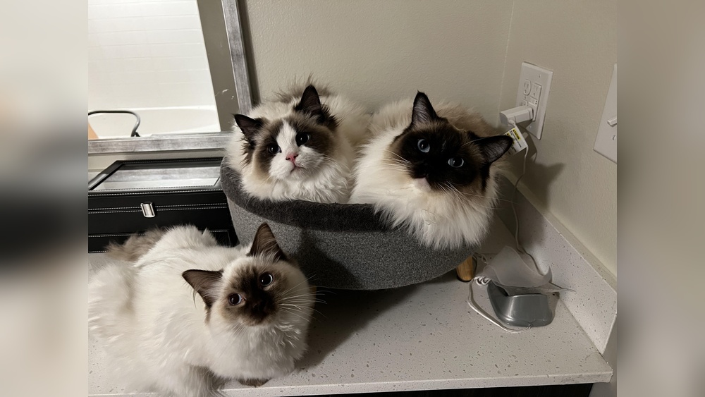 Should I Buy a Breeding Retiree Cat