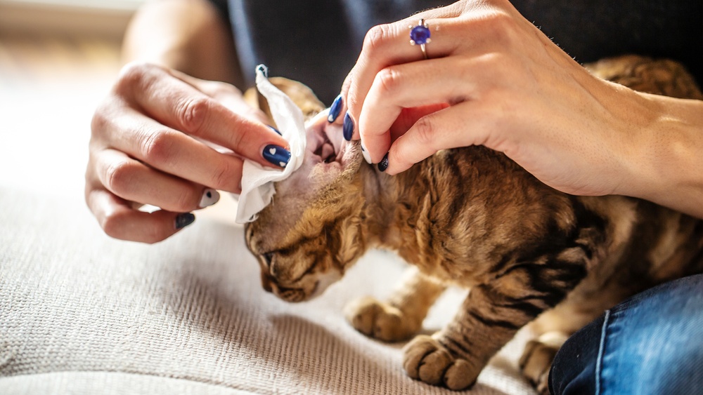 Should I Drug My Cat to Groom: Essential Tips for Safe Care