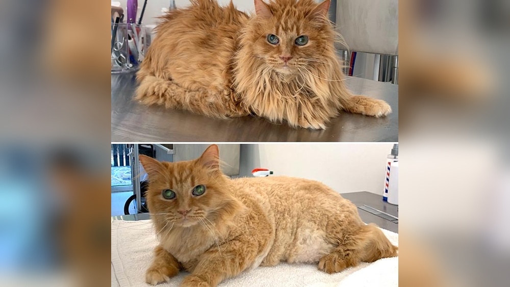 Should I Get My Long Hair Cat Groomed: Expert Tips & Benefits