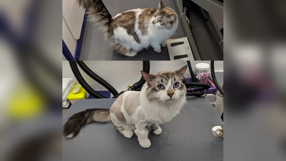 Should Long Hair Cats Get Groomed: Essential Tips for Pet Care
