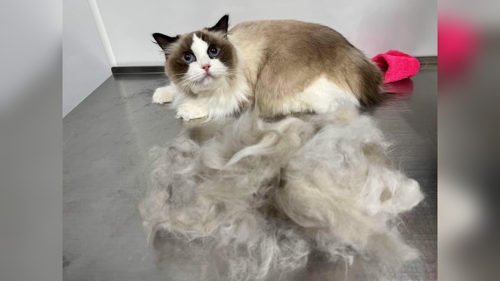 Should Ragdoll Cats Be Groomed: Essential Tips for a Healthy Coat